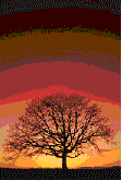 Tree/ sunset