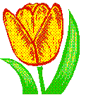 Tulip